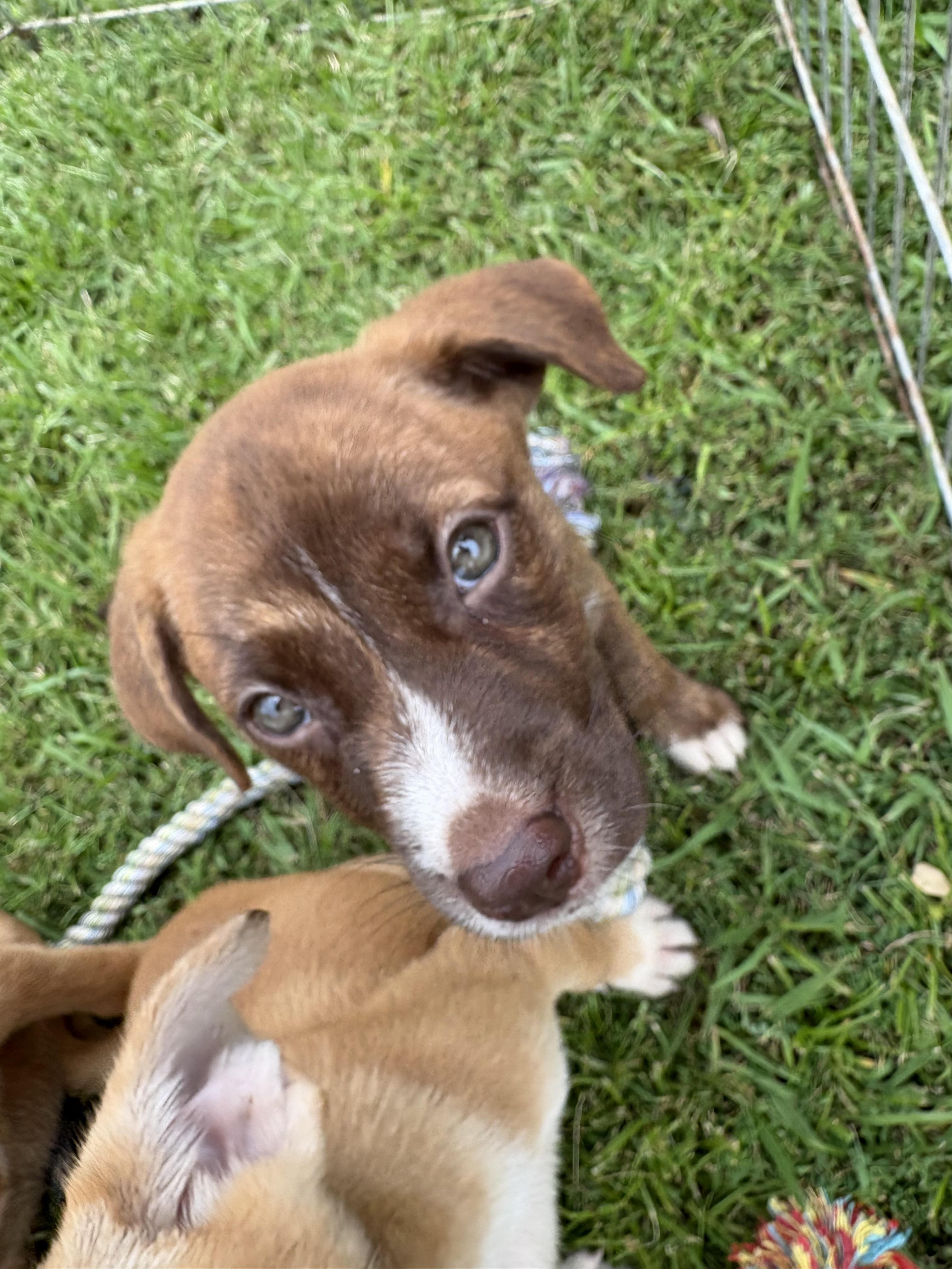 Maple (280 pups litter), a Adoptable mixed breed in Chelsea, AL image 2/3