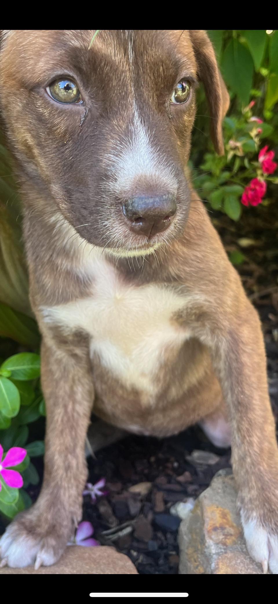 Maple (280 pups litter)