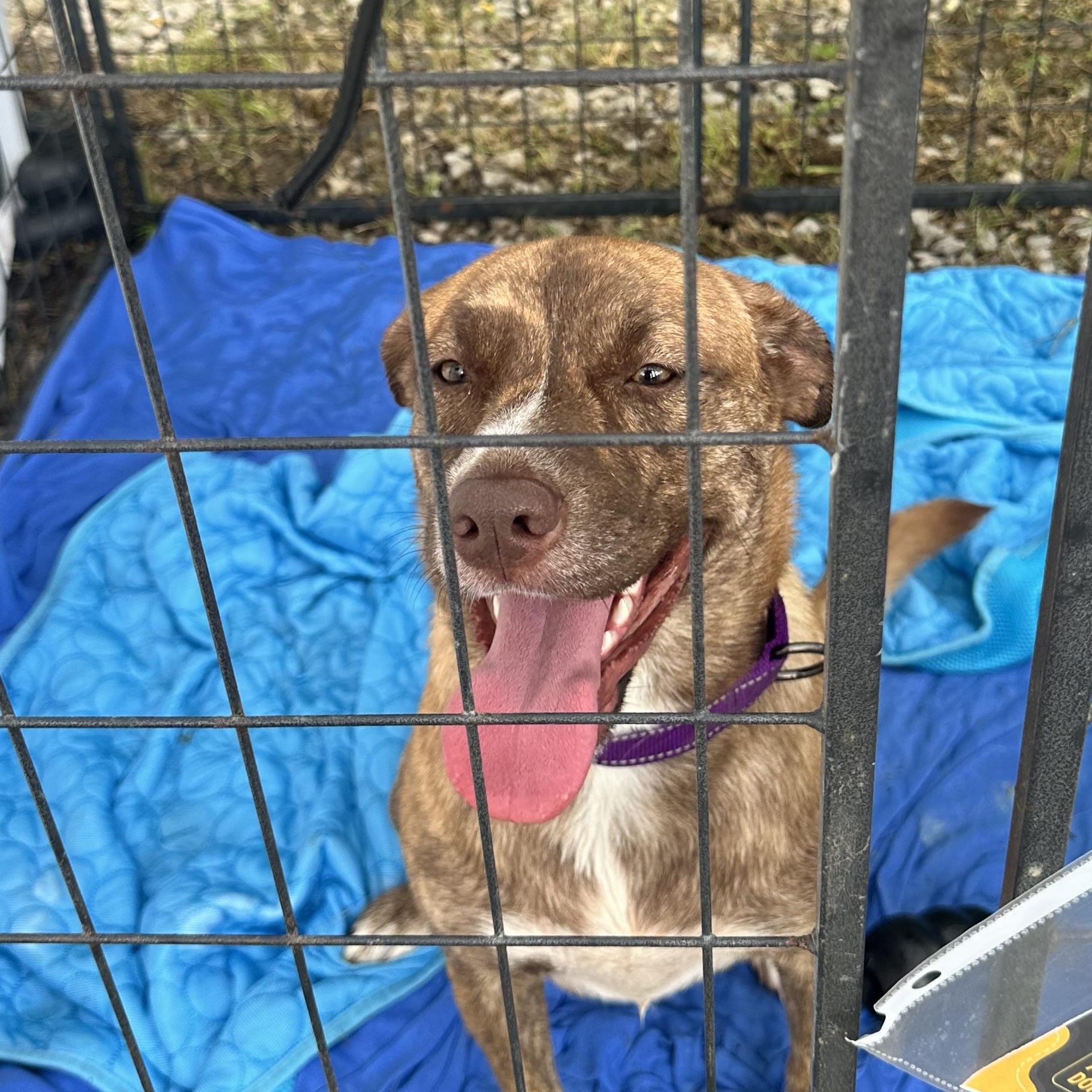 Enlarge Maple, a Adoptable mixed breed in Chelsea, AL image 6/6