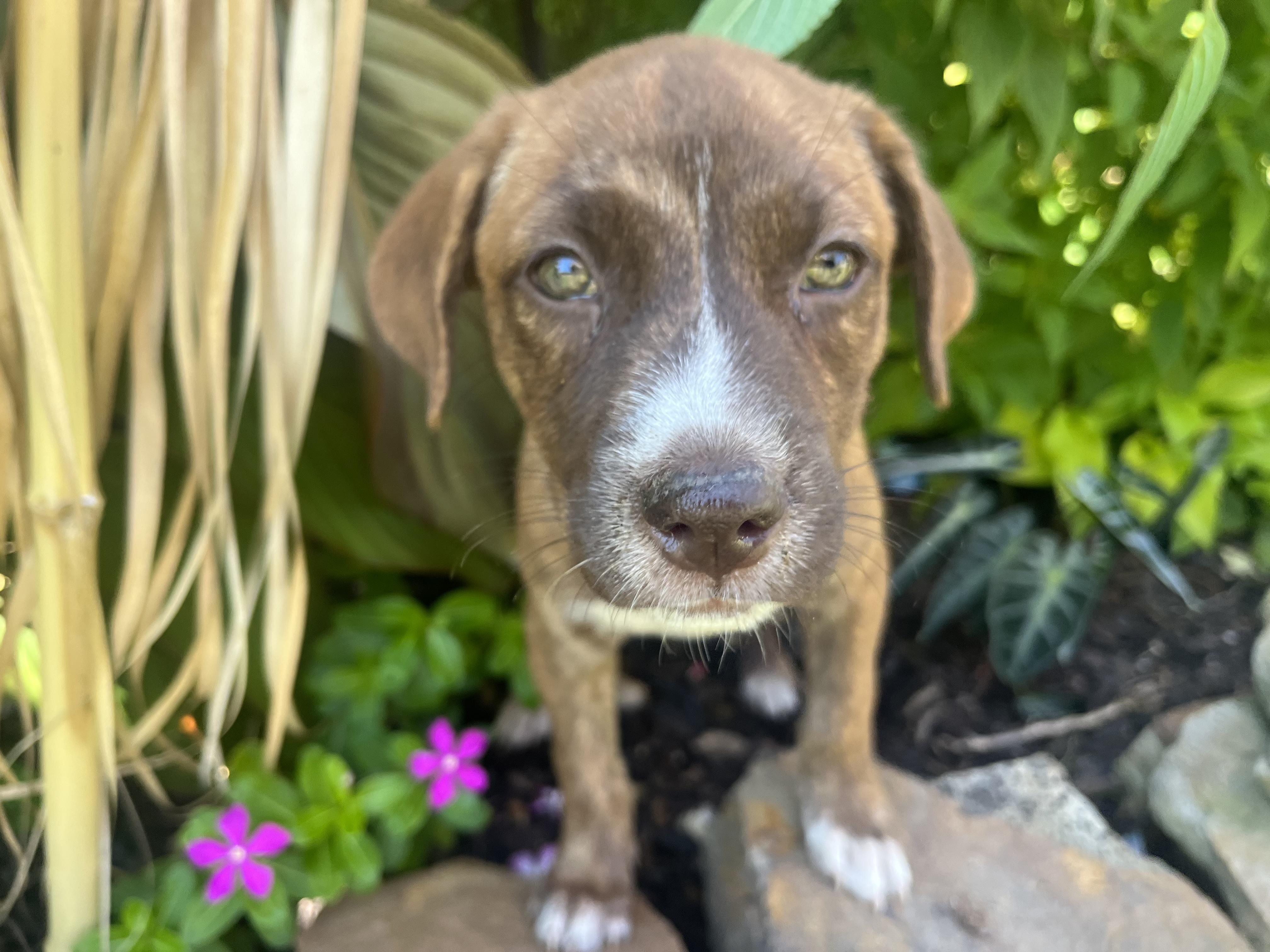Maple (280 pups litter), Adoptable, Puppy Female Shetland Sheepdog / Sheltie.