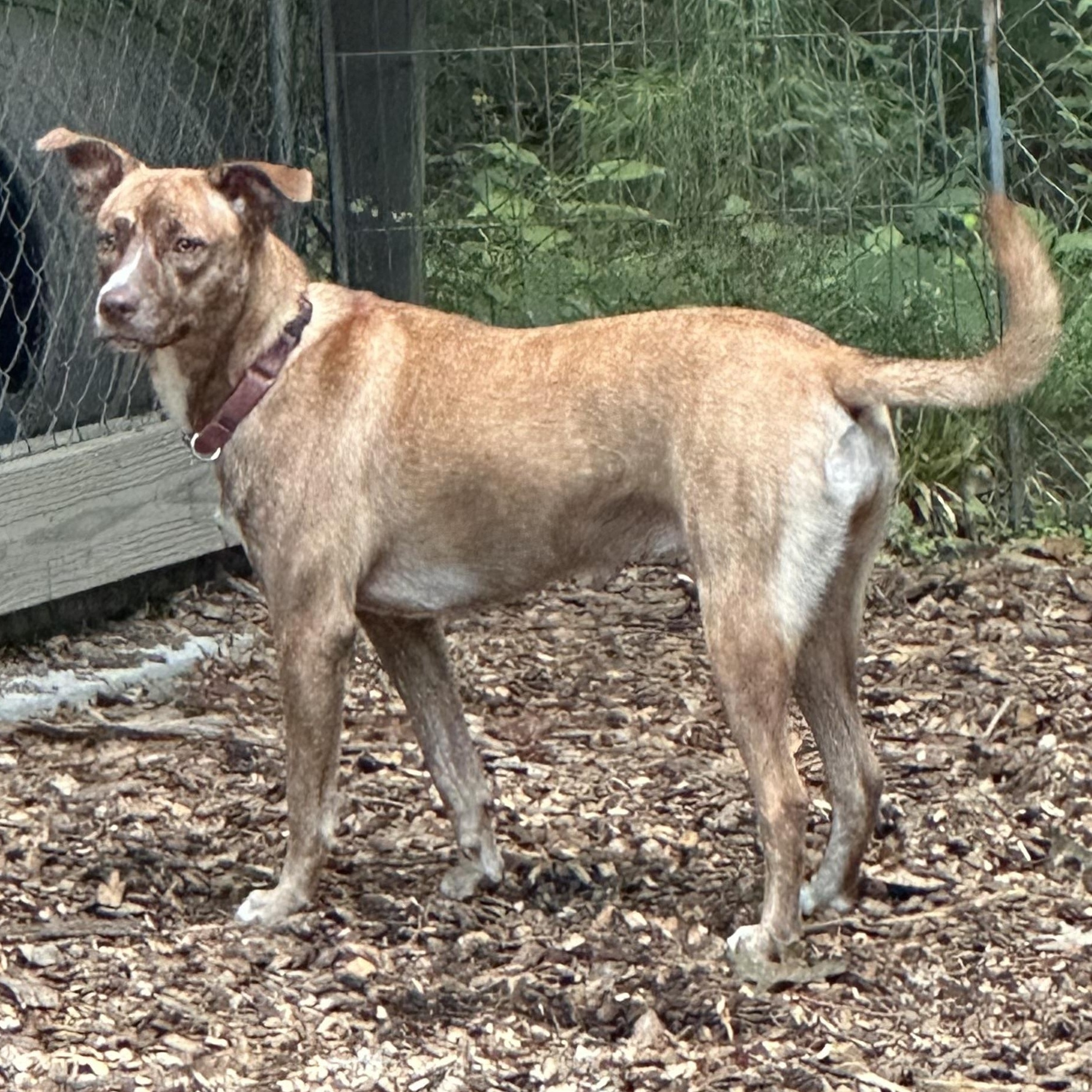 Enlarge Maple, a Adoptable mixed breed in Chelsea, AL image 2/6