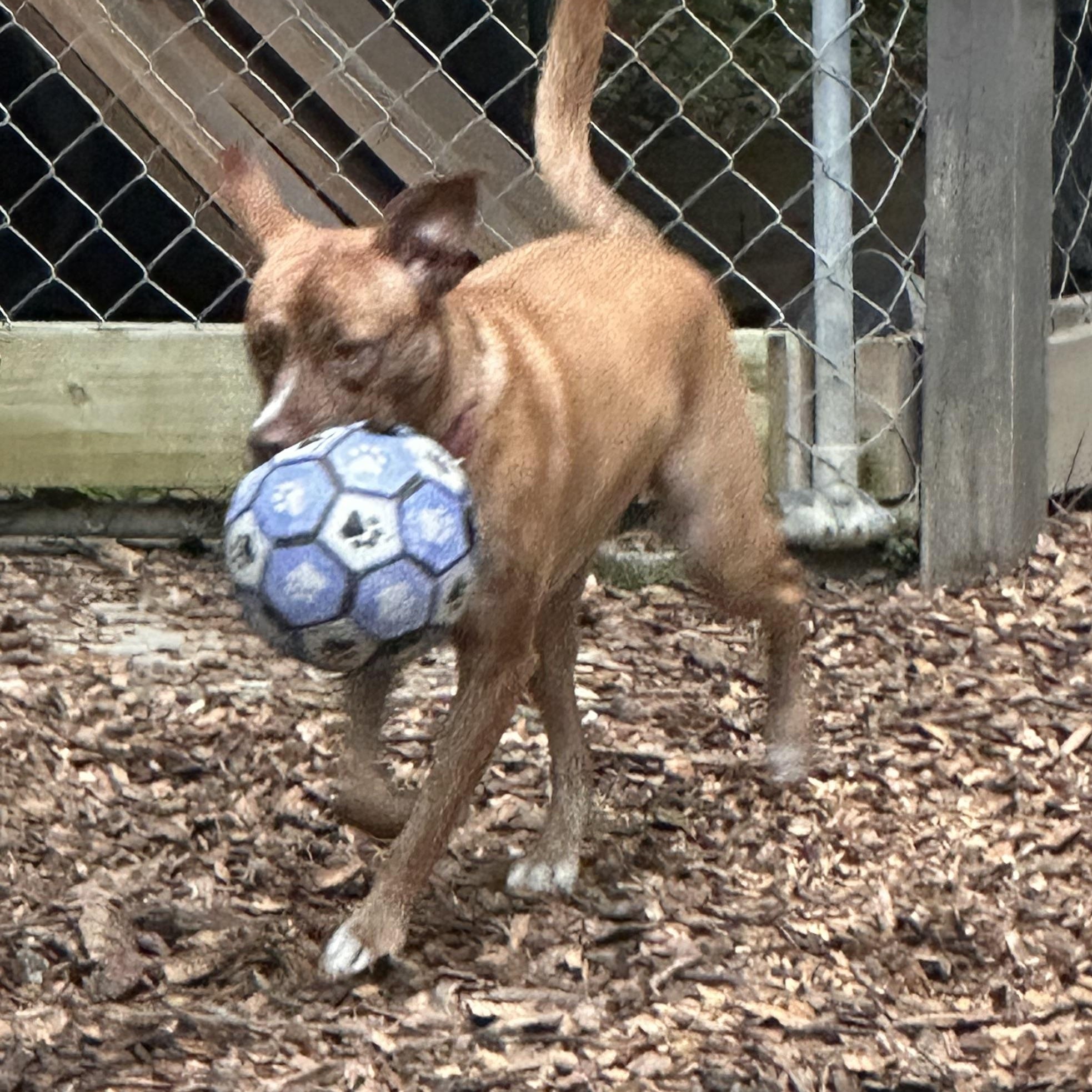 Enlarge Maple, a Adoptable mixed breed in Chelsea, AL image 4/6