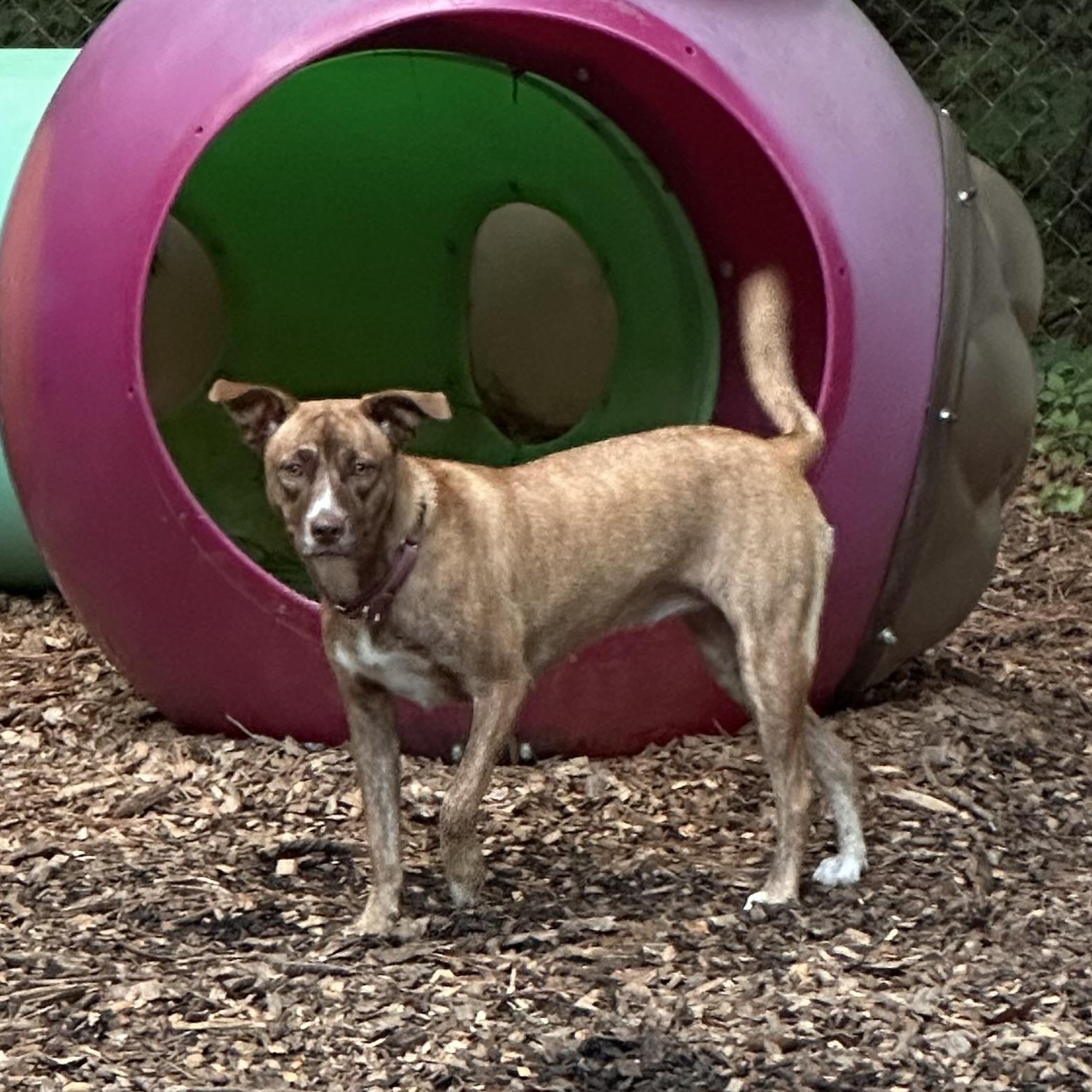 Enlarge Maple, a Adoptable mixed breed in Chelsea, AL image 5/6