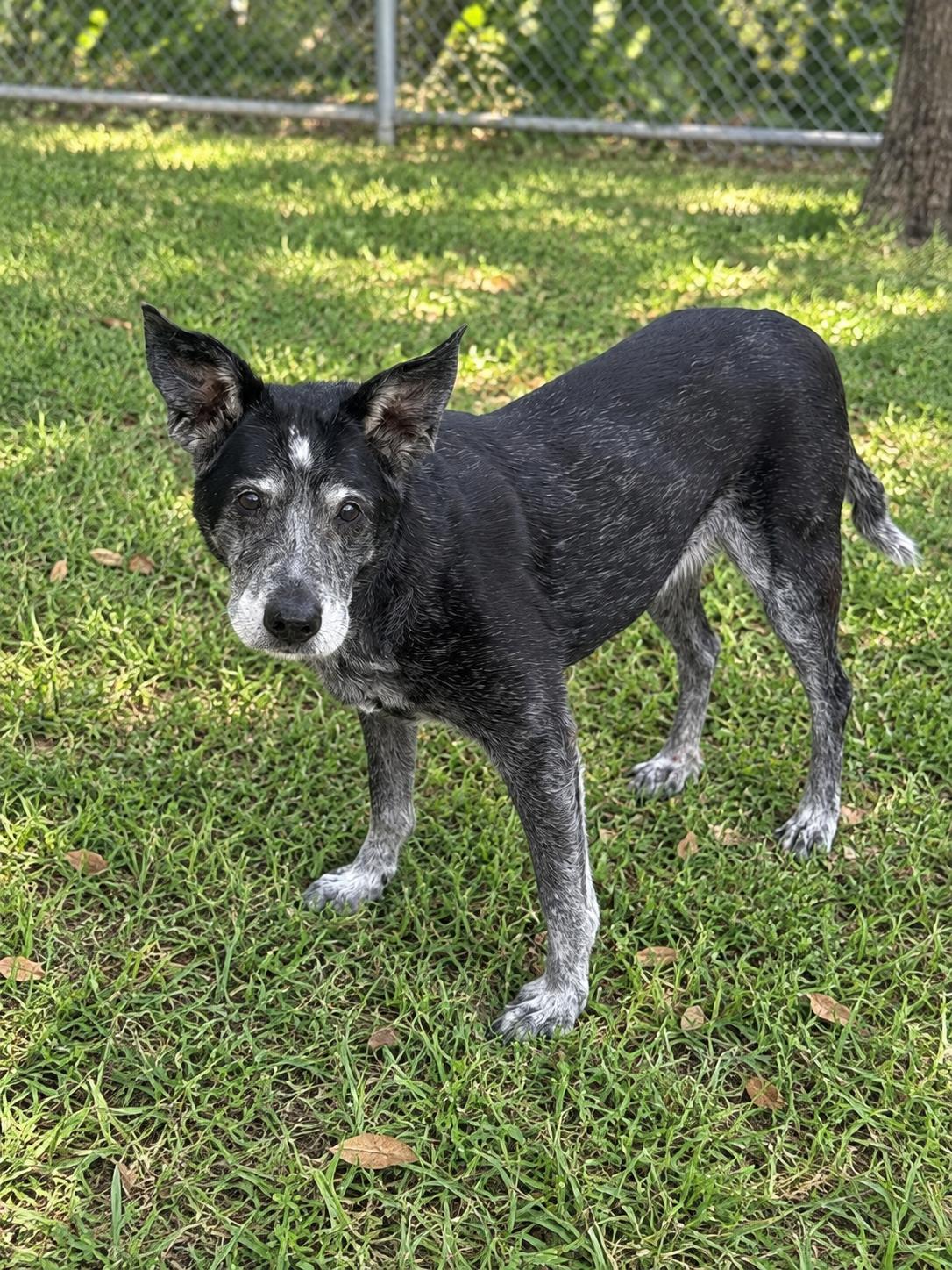 Brooke, Adoptable, Senior Female Australian Cattle Dog / Blue Heeler.