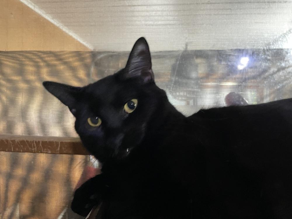 Piper, Adoptable, Adult Female Domestic Short Hair.