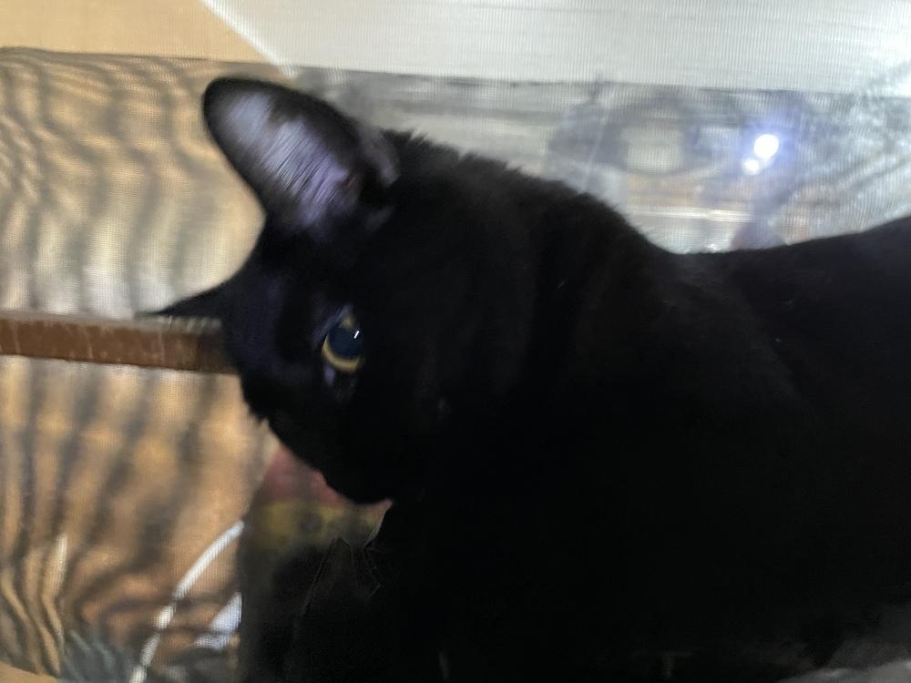 Enlarge Piper, a Adoptable mixed breed in Abrams, WI image 2/2