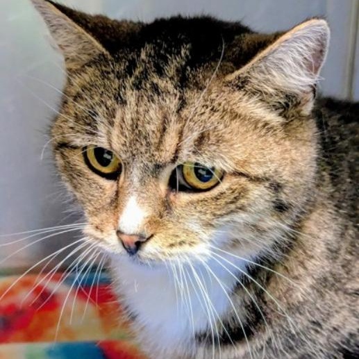 Tinker Bell, ADOPTABLE, Adult Female American Shorthair & Tabby.