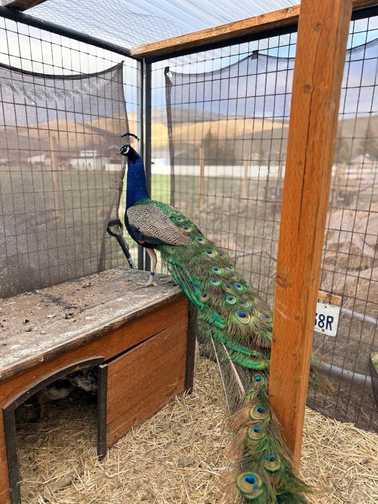 Argus, Adopted, Young Male Peacock / Peafowl.