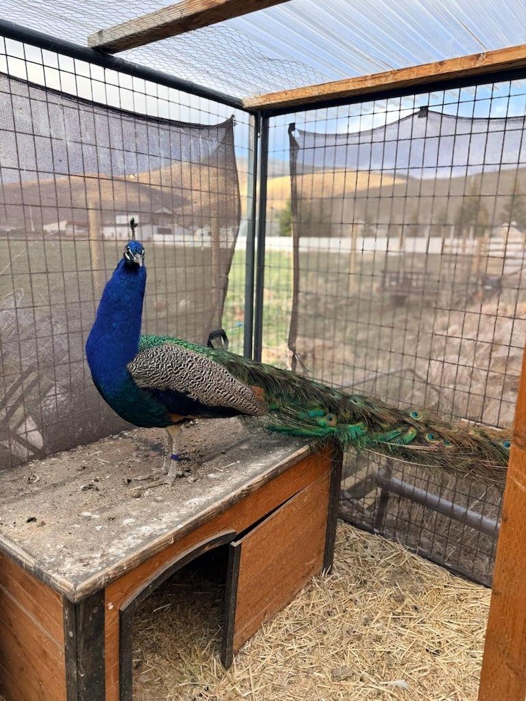 Argus, a Adopted Peacock / Peafowl in Eagle Mountain, UT image 2/2