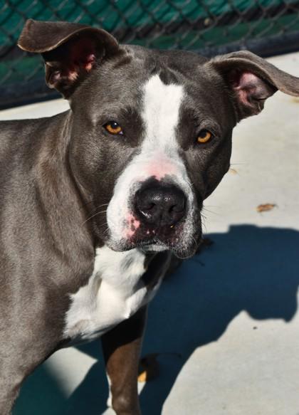 Bianca 1921-25, Adoptable, Adult Female Pit Bull Terrier & Mixed Breed.