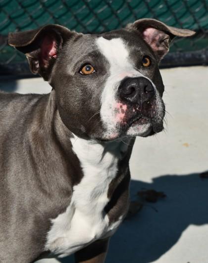 Bianca 1921-25, a Adoptable mixed breed in Cumming, GA image 2/3
