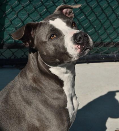 Bianca 1921-25, a Adoptable mixed breed in Cumming, GA image 3/3