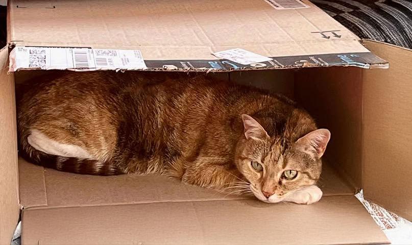 *Pepita, Adopted, Young Female Domestic Short Hair.