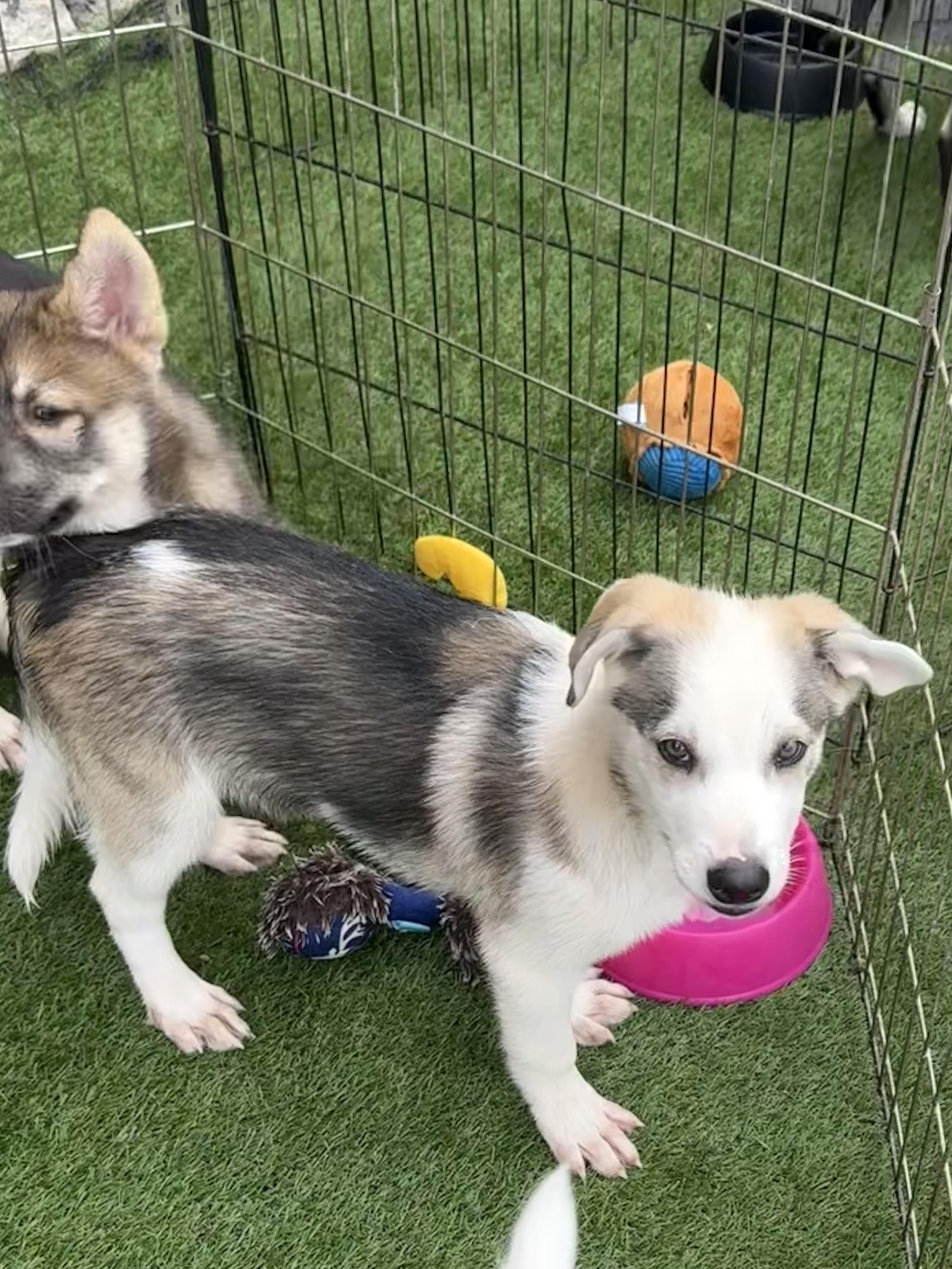 Zeppi, an adopted mixed breed in Wanaque, NJ image 2/2