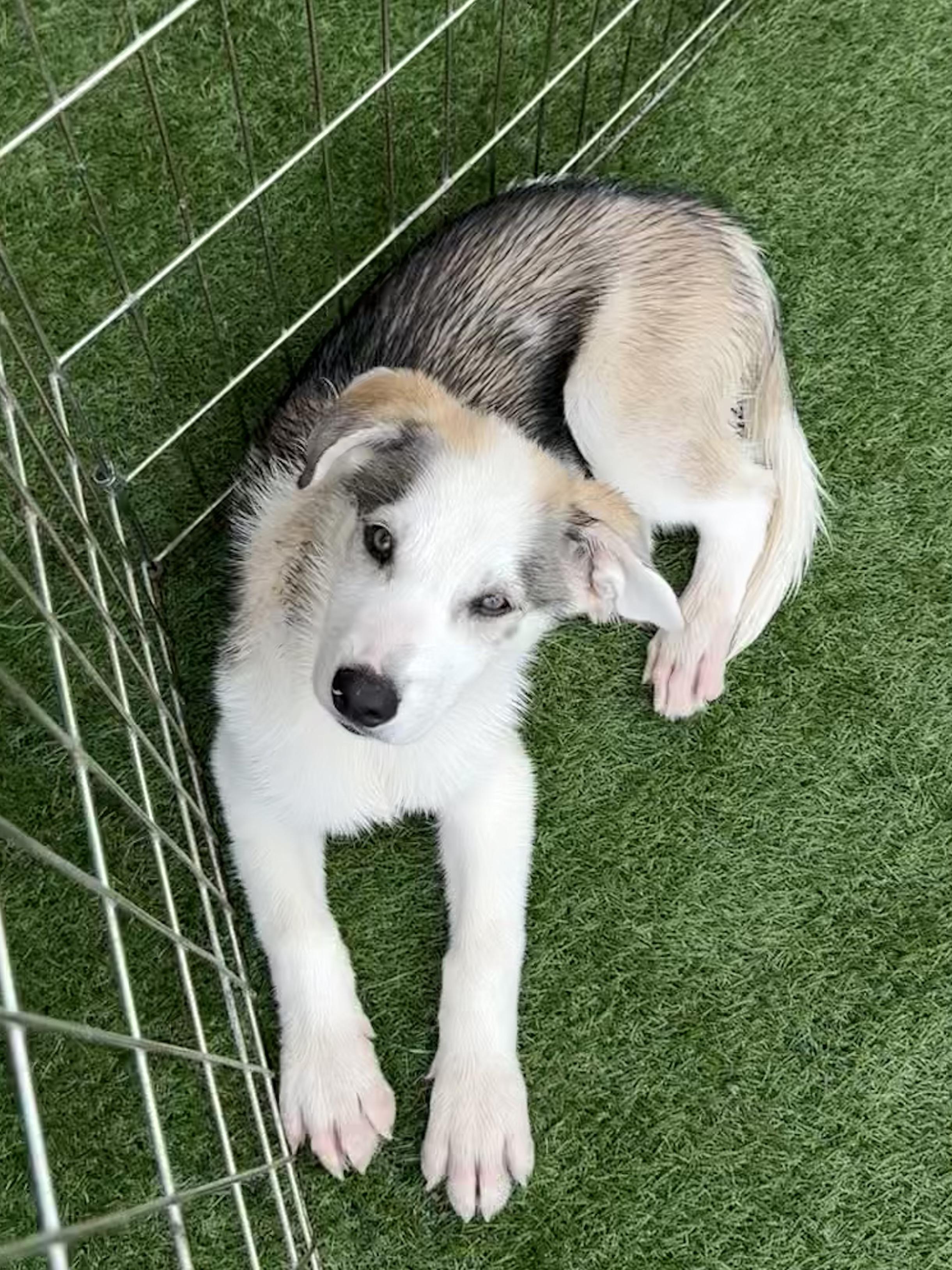 Zeppi, adopted, Puppy Male German Shepherd Dog & Husky.