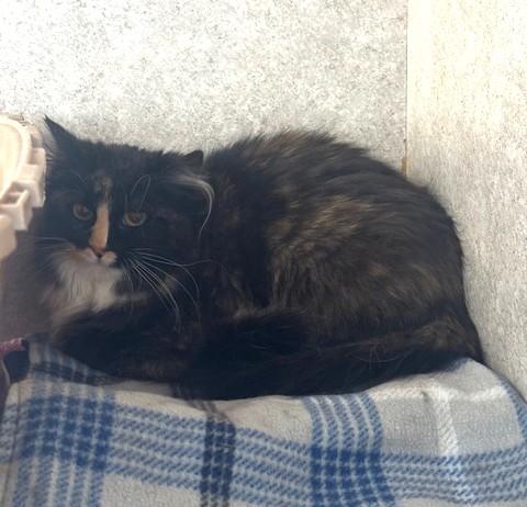 Enlarge Boop, a ADOPTABLE Domestic Long Hair in Hutchinson, MN image 3/3