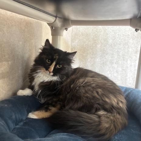 Enlarge Boop, a ADOPTABLE Domestic Long Hair in Hutchinson, MN image 1/3
