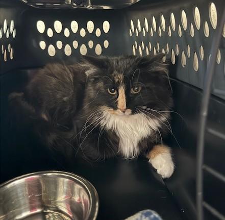 Enlarge Boop, a ADOPTABLE Domestic Long Hair in Hutchinson, MN image 2/3