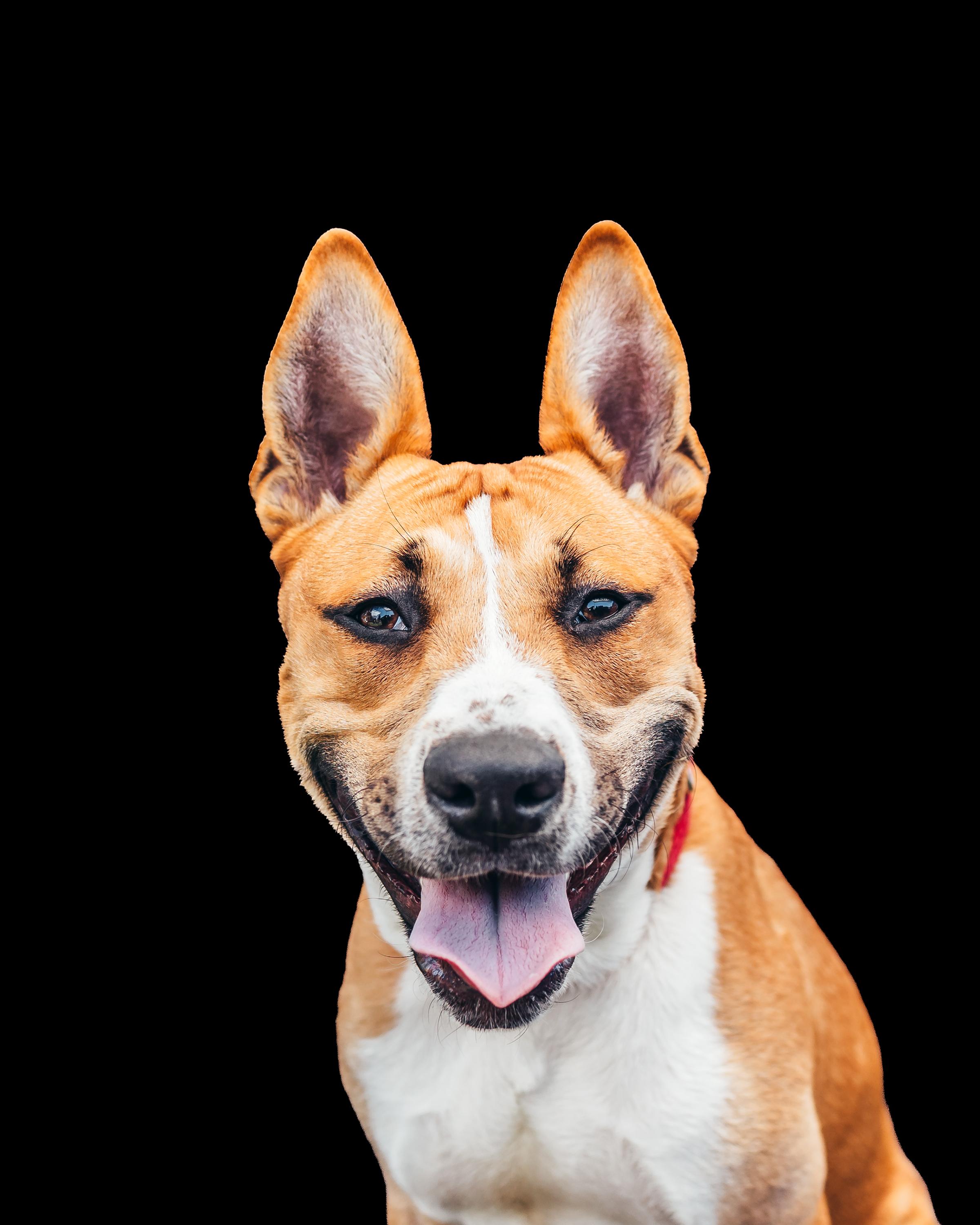 Odie (fka OG), ADOPTABLE, Young Male Pit Bull Terrier & Shepherd.