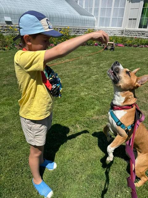 Odie (fka OG), a ADOPTABLE mixed breed in Buffalo, NY image 5/6