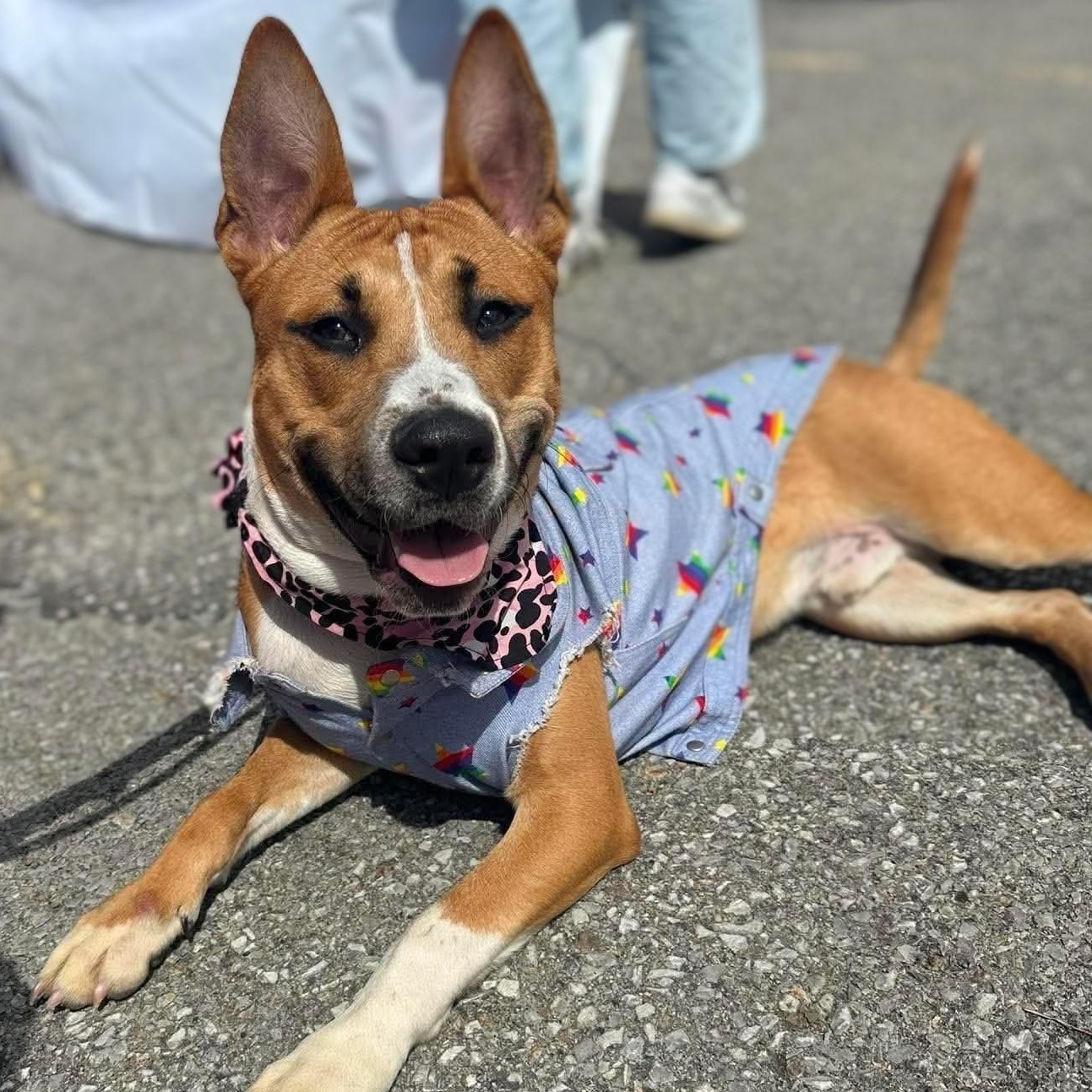 Odie (fka OG), a ADOPTABLE mixed breed in Buffalo, NY image 4/6