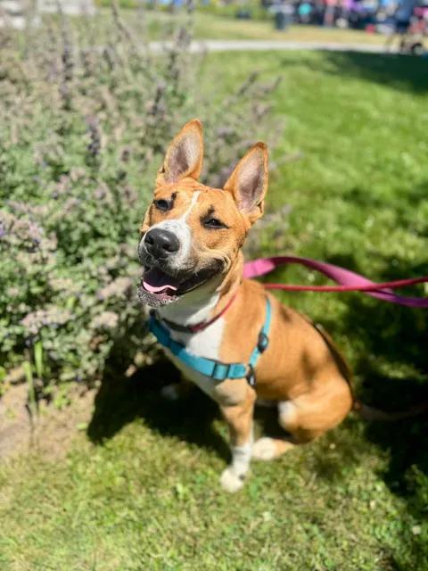 Odie (fka OG), a ADOPTABLE mixed breed in Buffalo, NY image 3/6