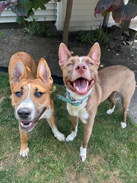 Odie (fka OG), a ADOPTABLE mixed breed in Buffalo, NY image 6/6