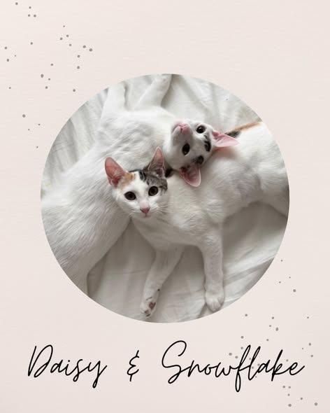 SNOWFLAKE & DAISY, ADOPTABLE, Kitten Female Domestic Short Hair.