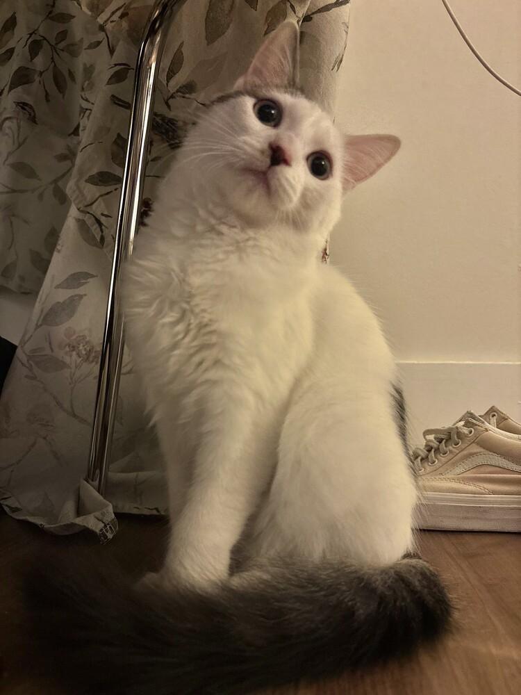 Enlarge Stanley, a Adoptable American Shorthair in Westwood, NJ image 1/5