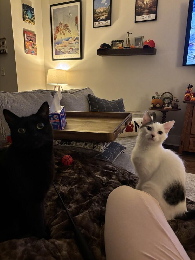 Enlarge Stanley, a Adoptable American Shorthair in Westwood, NJ image 2/5