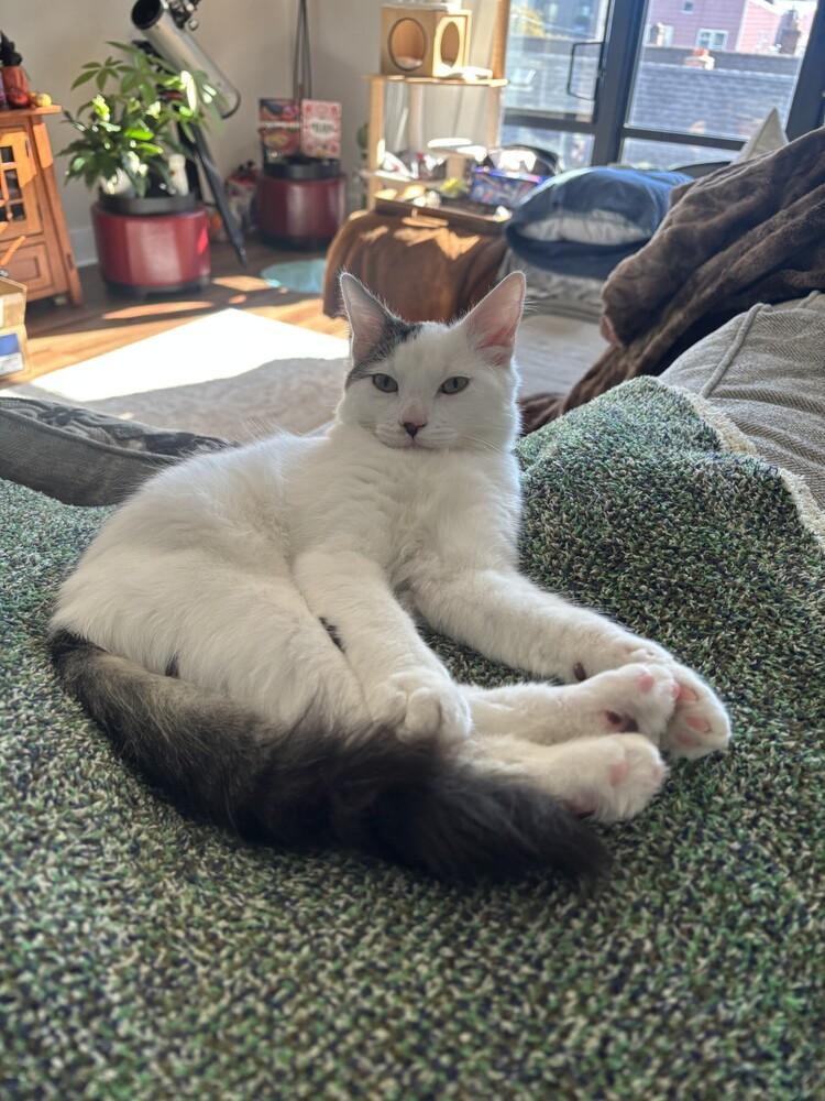 Enlarge Stanley (see note), a Hold American Shorthair in Westwood, NJ image 4/6