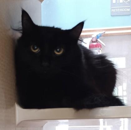 Enlarge London- BONDED TO CHLOE, a Adoptable Domestic Long Hair in Stanwood, WA image 1/1