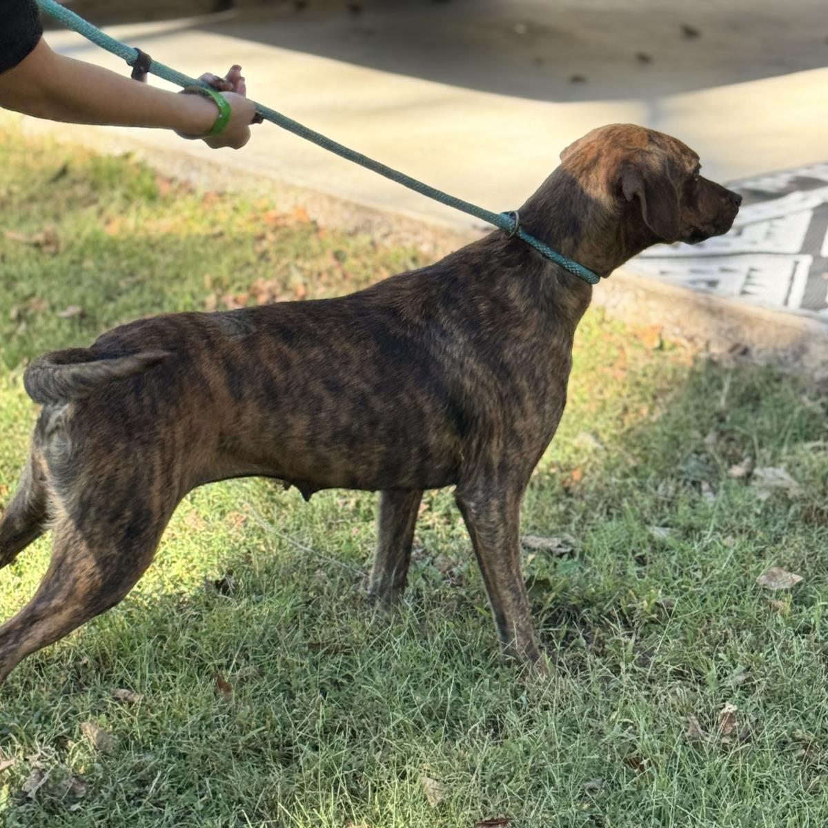 Xena, Adoptable, Adult Female Plott Hound.