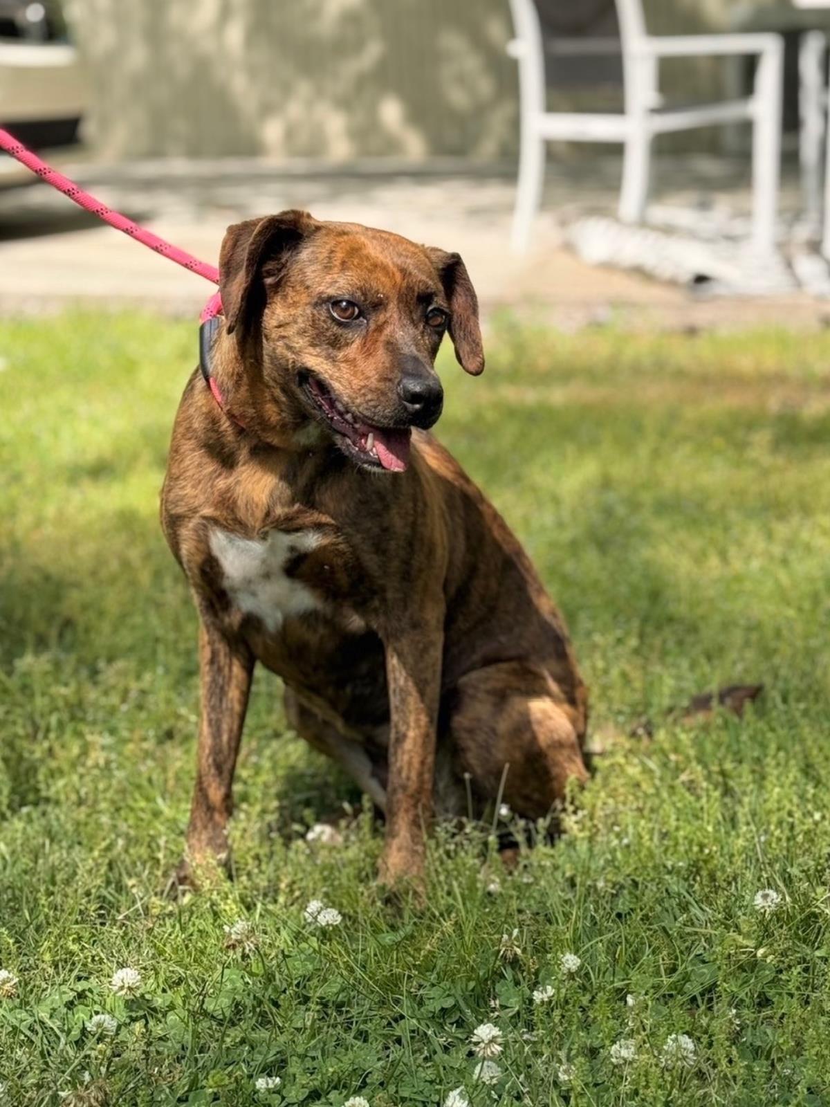 Xena, Adoptable, Adult Female Plott Hound.