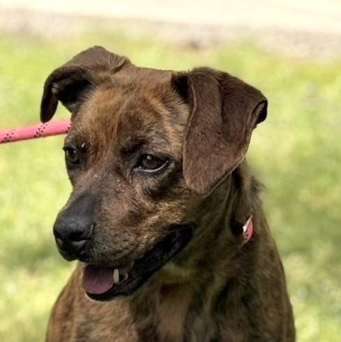 Enlarge Xena, a Adoptable Plott Hound in Locust Fork, AL image 2/3