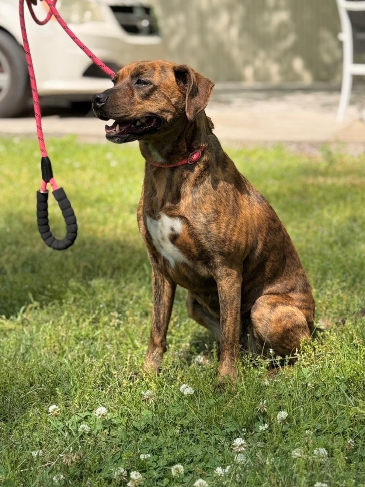 Enlarge Xena, a Adoptable Plott Hound in Locust Fork, AL image 3/3