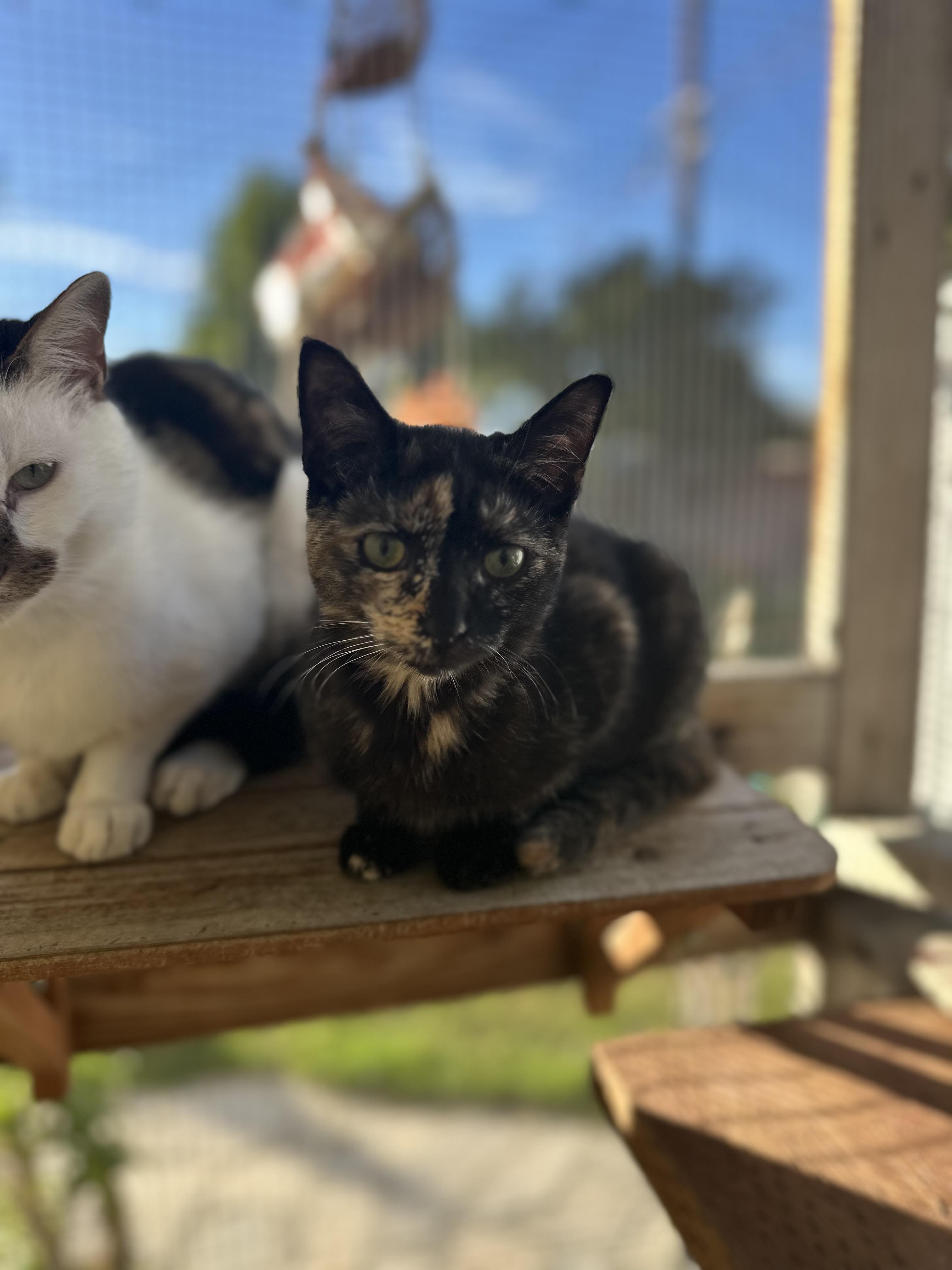 Enlarge Anemone, a ADOPTABLE Domestic Short Hair in Garden Grove, CA image 2/4