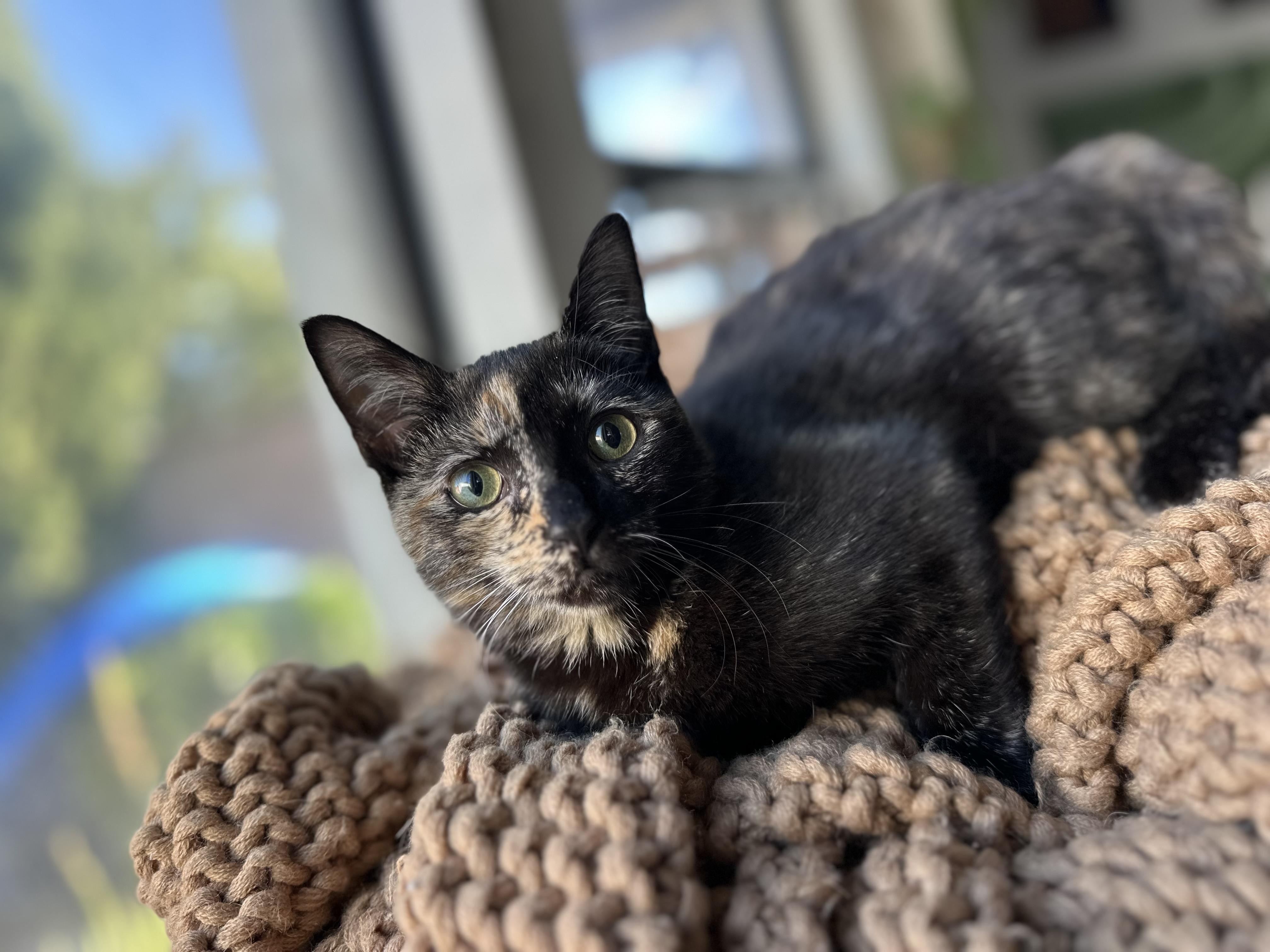 Enlarge Anemone, a ADOPTABLE Domestic Short Hair in Garden Grove, CA image 1/4