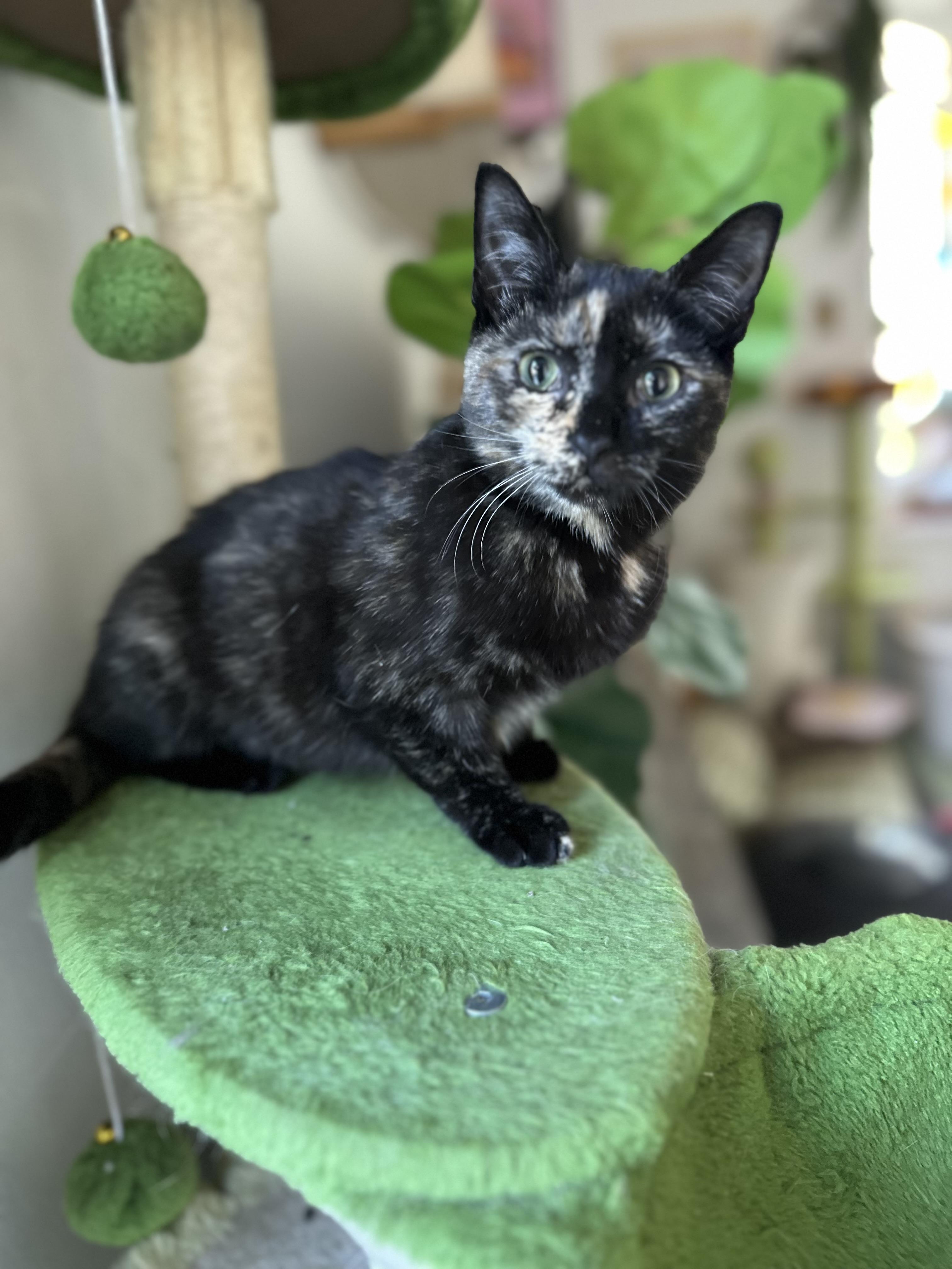 Enlarge Anemone, a ADOPTABLE Domestic Short Hair in Garden Grove, CA image 3/4