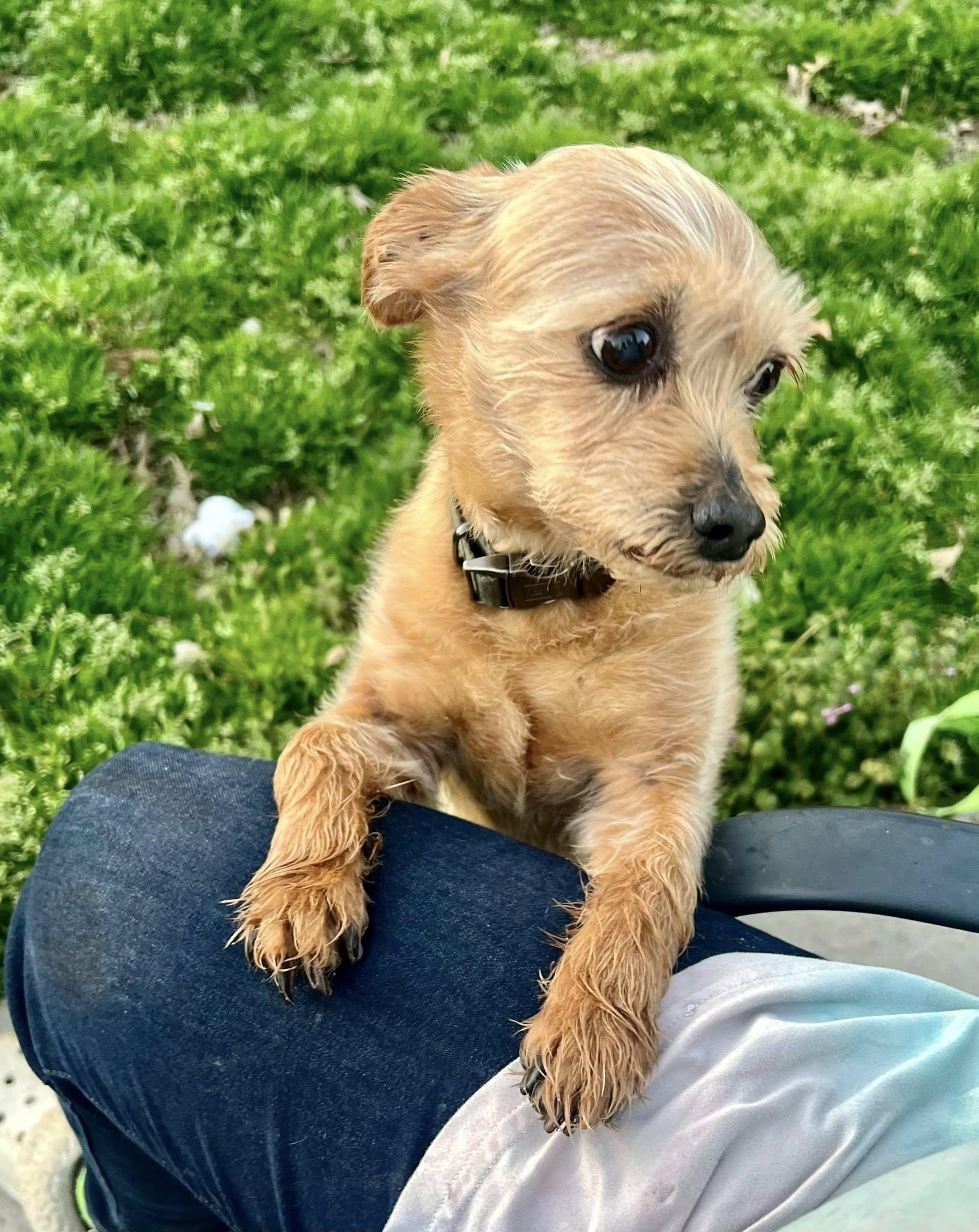 Enlarge Kooper, an adopted mixed breed in Yorktown, VA image 1/6