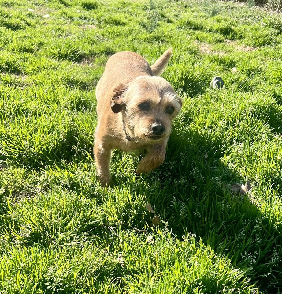 Enlarge Kooper, an adopted mixed breed in Yorktown, VA image 5/6