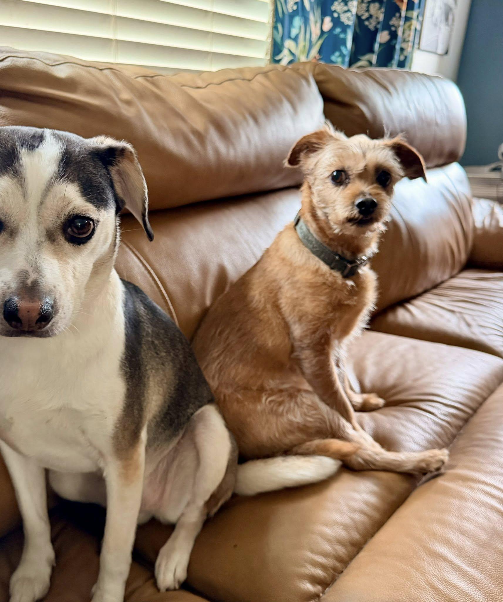 Enlarge Kooper, an adopted mixed breed in Yorktown, VA image 6/6