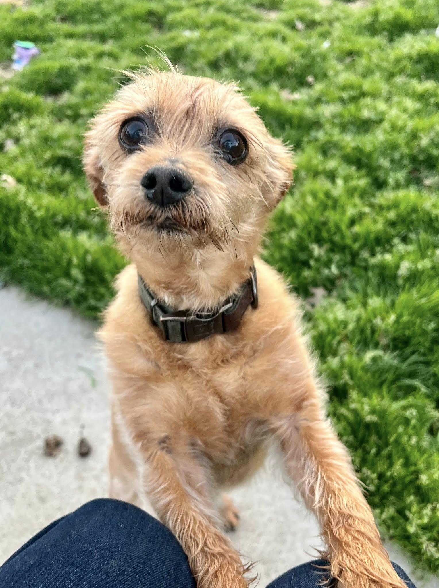 Enlarge Kooper, an adopted mixed breed in Yorktown, VA image 4/6