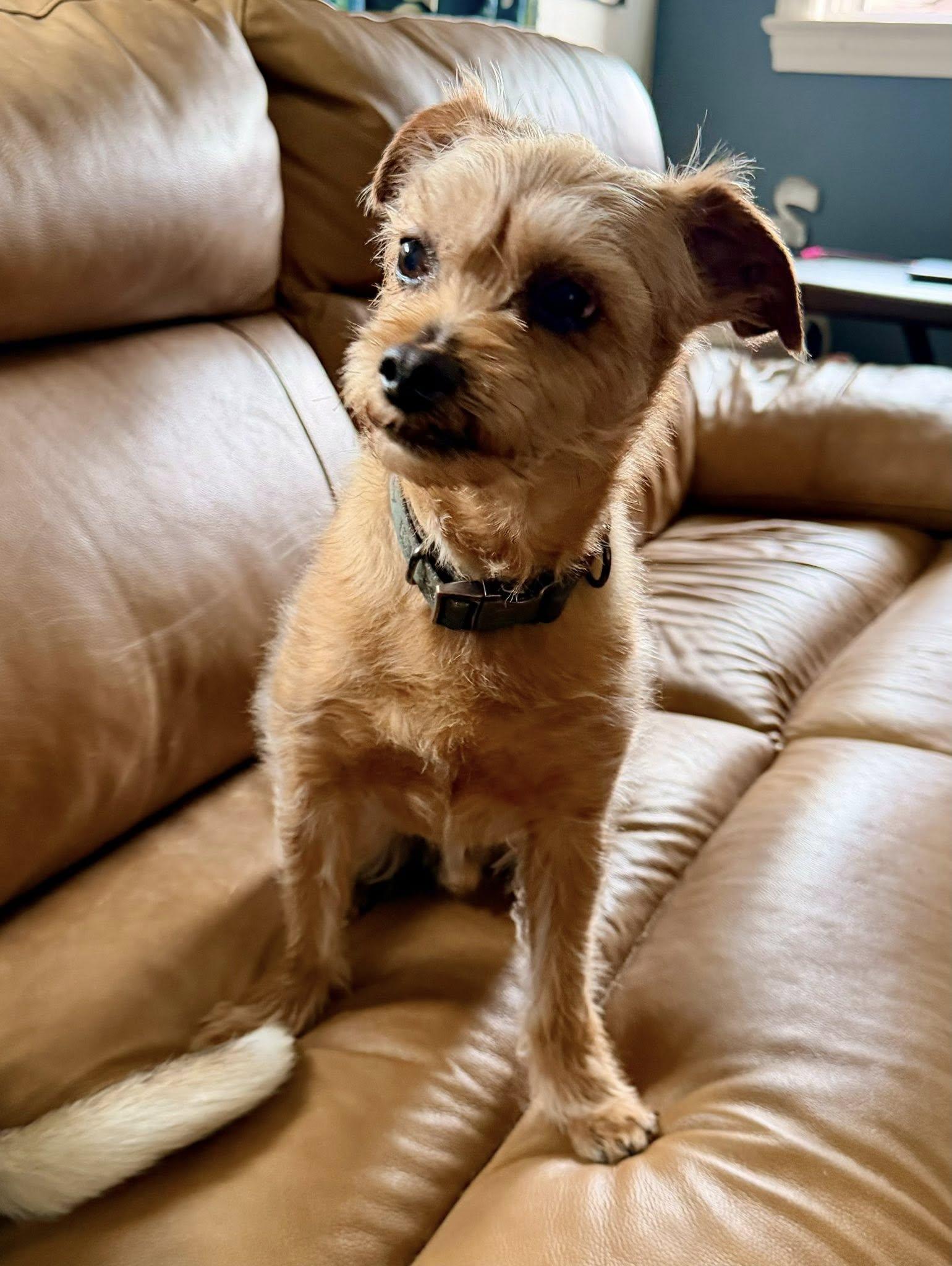 Enlarge Kooper, an adopted mixed breed in Yorktown, VA image 3/6