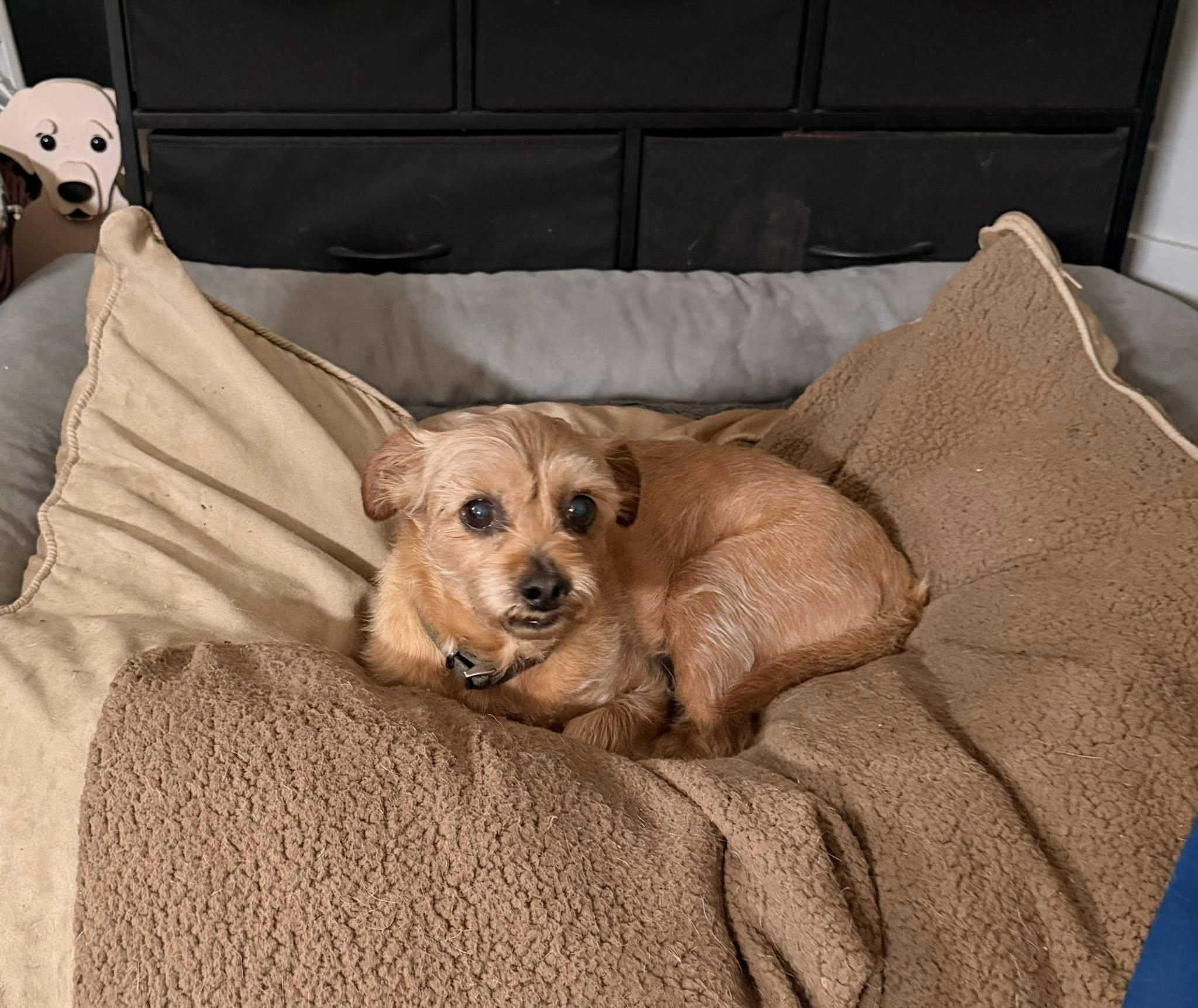 Enlarge Kooper, an adopted mixed breed in Yorktown, VA image 2/6