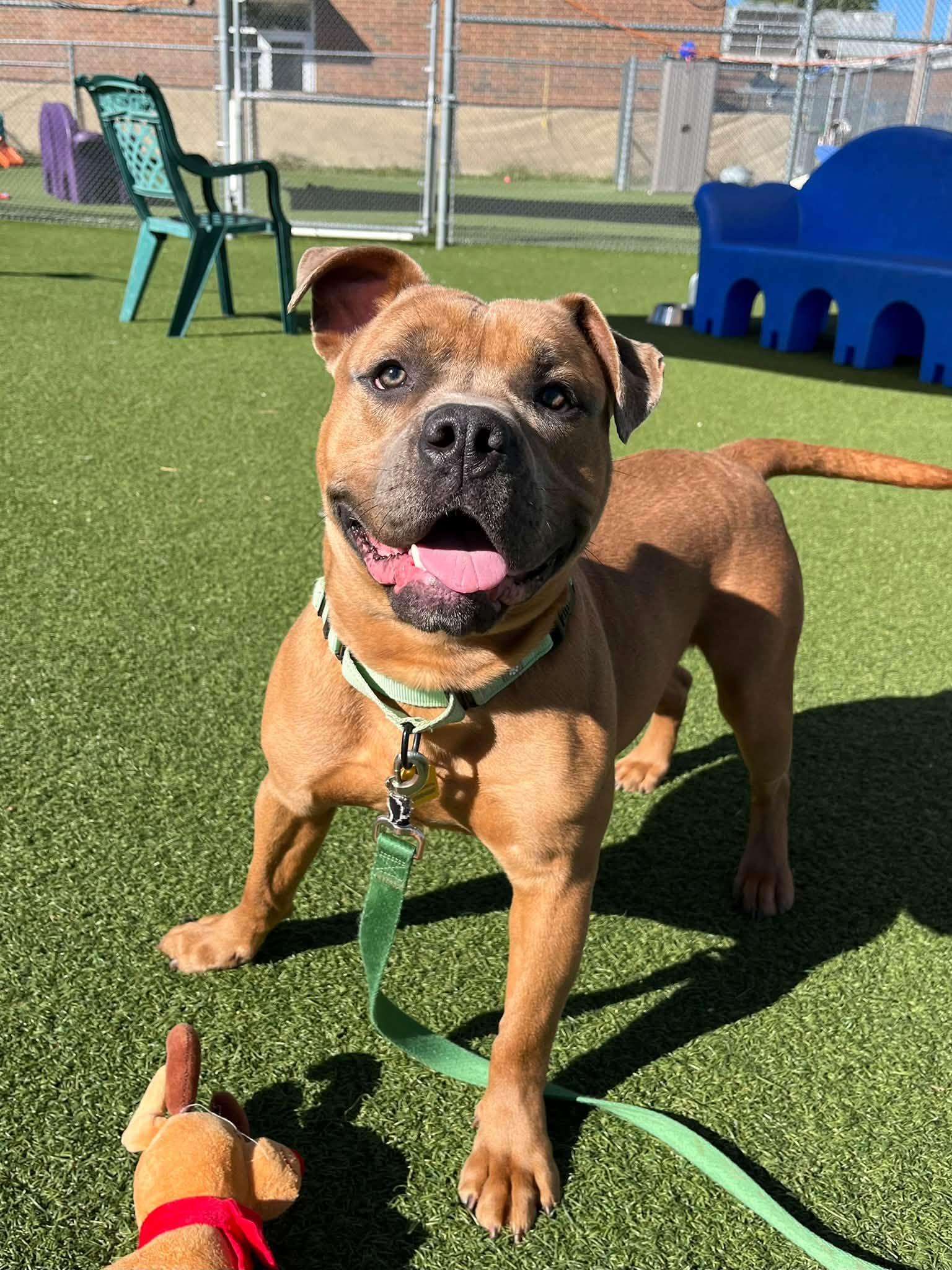 Enlarge Aspen, a Adoptable mixed breed in Cleveland, OH image 5/6