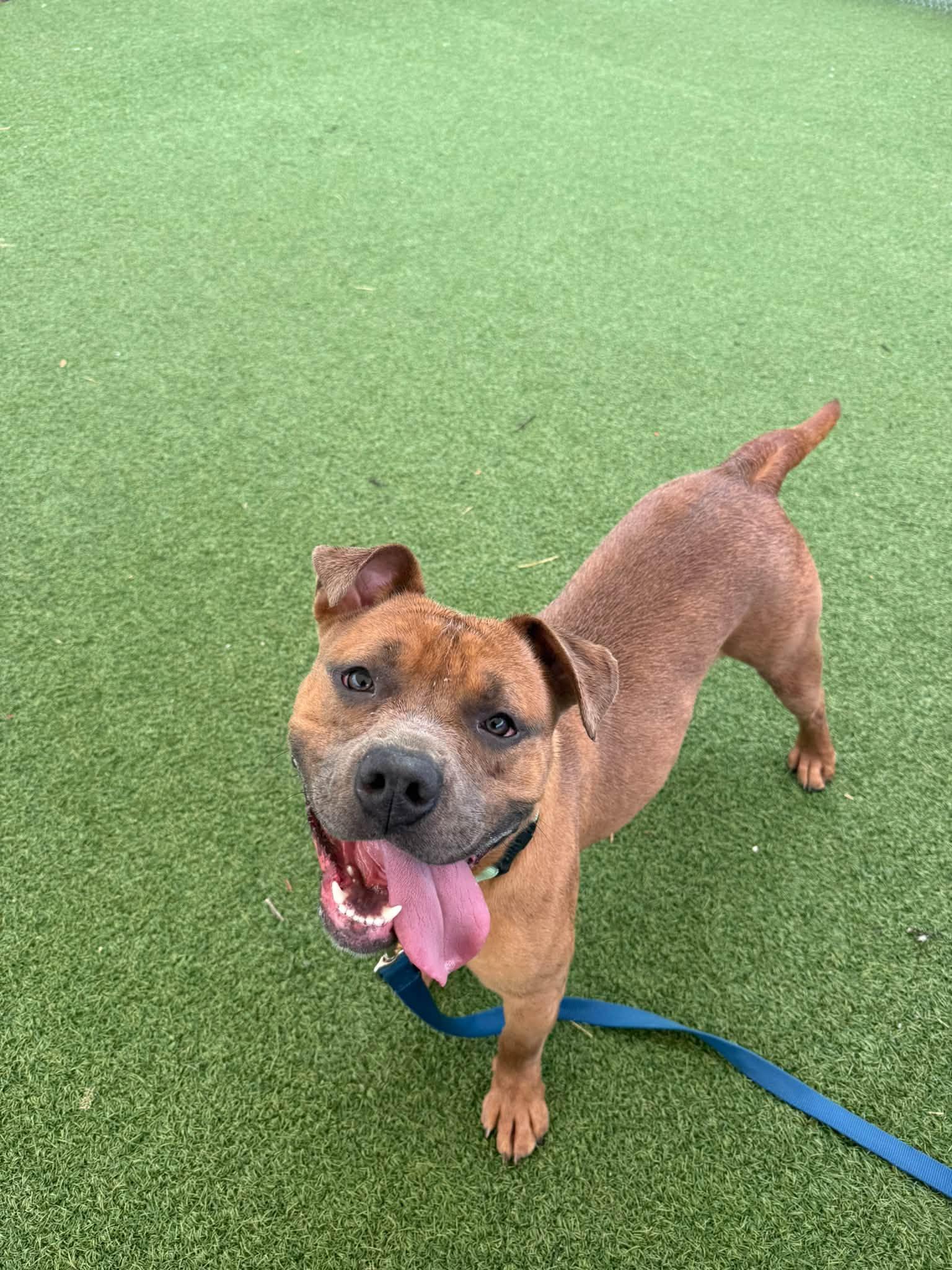 Enlarge Aspen, a Adoptable mixed breed in Cleveland, OH image 4/6