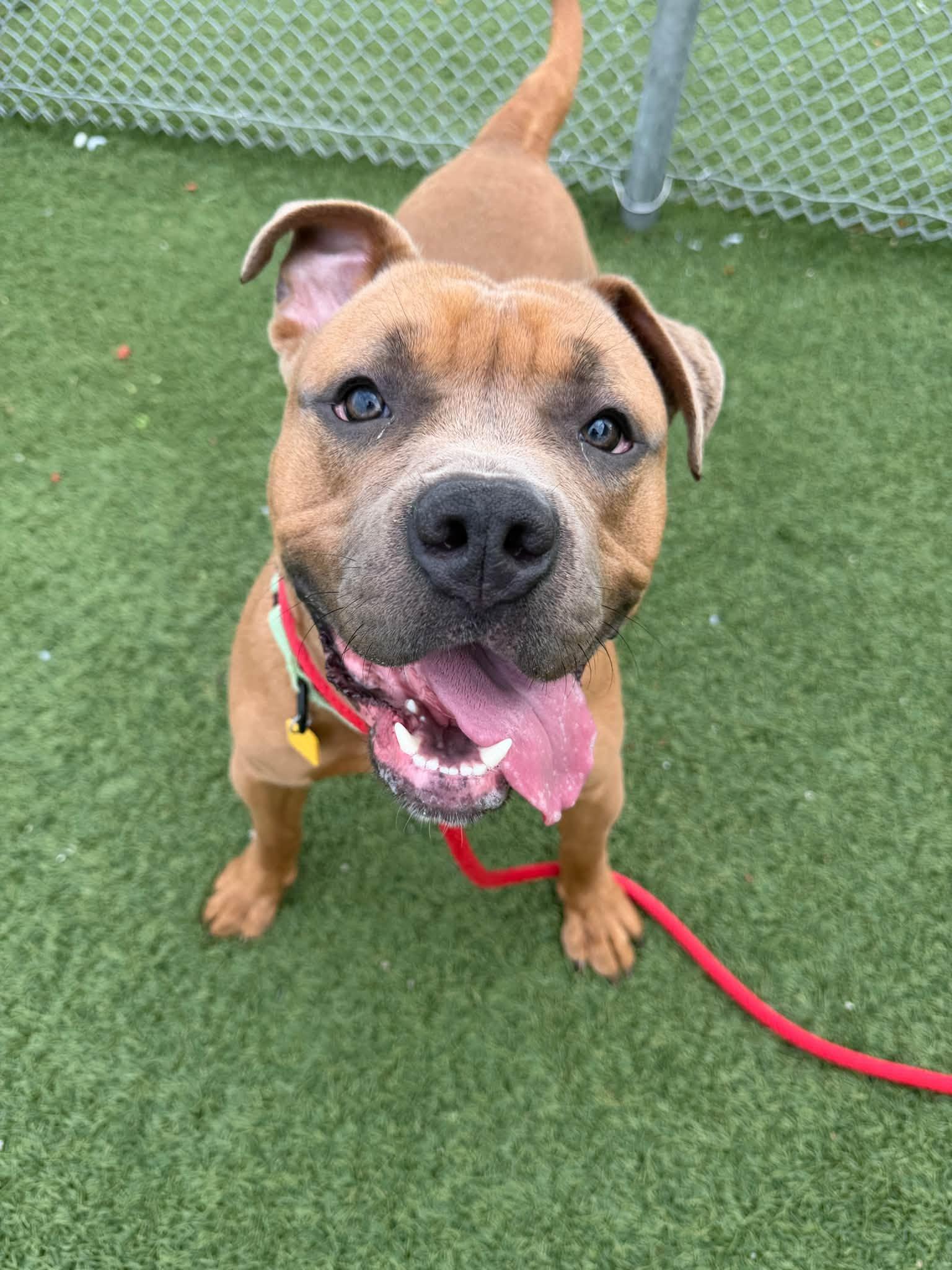 Aspen, Adoptable, Young Male Pit Bull Terrier.