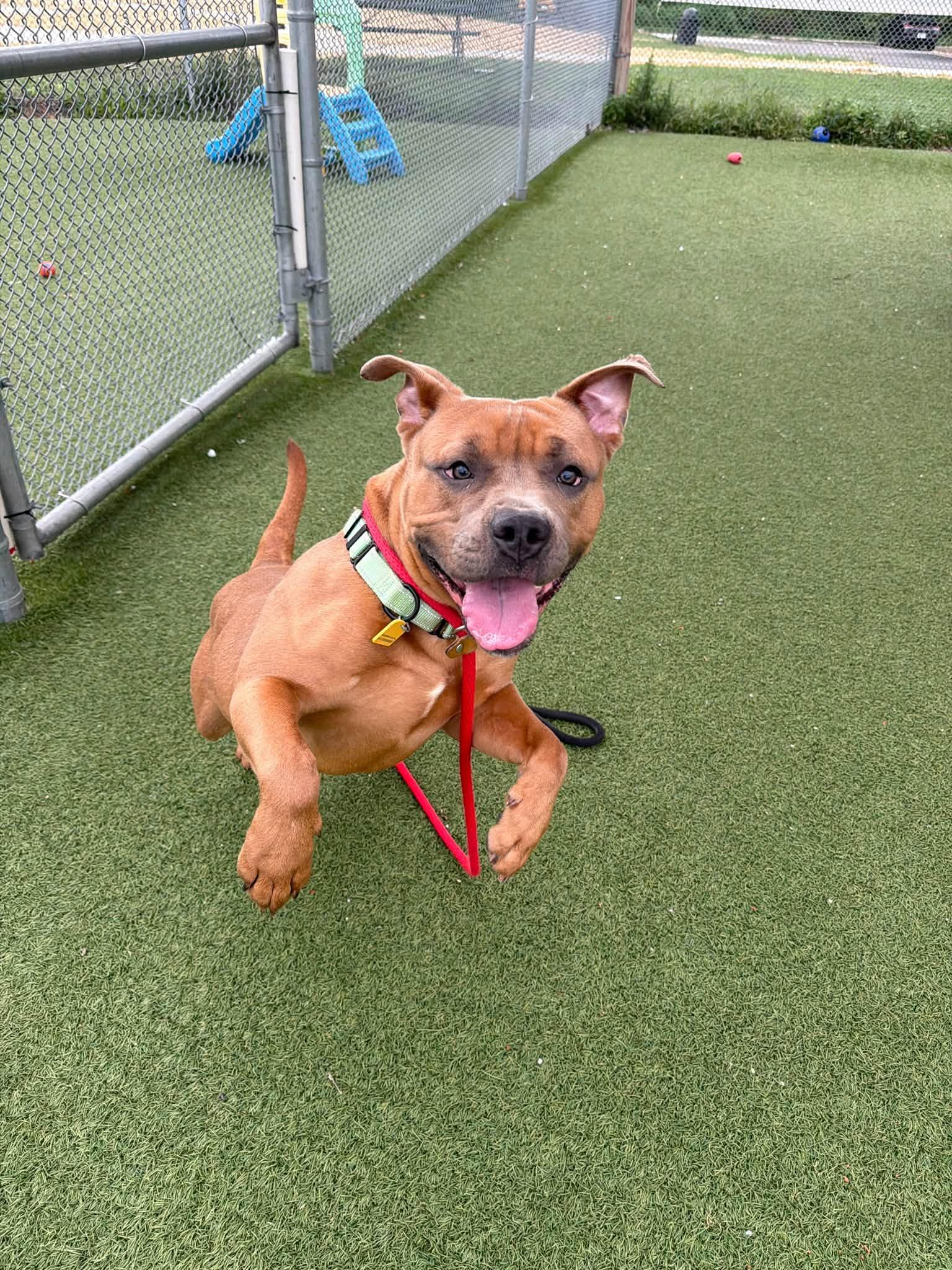 Enlarge Aspen, a Adoptable mixed breed in Cleveland, OH image 3/6