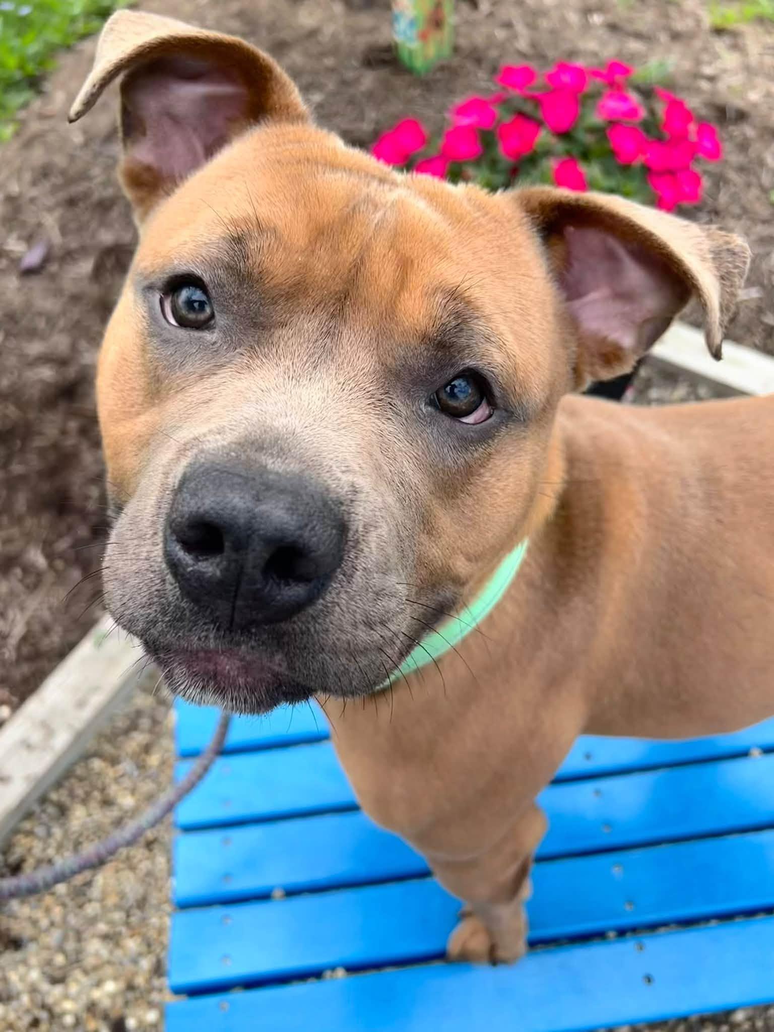Enlarge Aspen, a Adoptable mixed breed in Cleveland, OH image 2/6